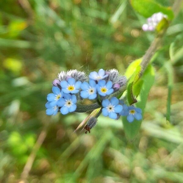 Myosotis arvensis Fiore