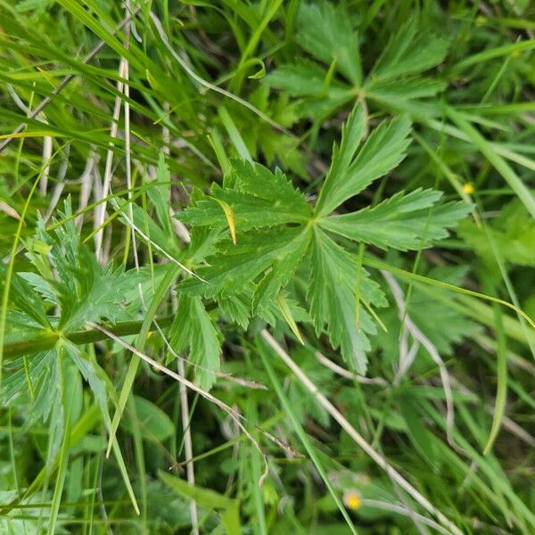 Trollius europaeus 葉