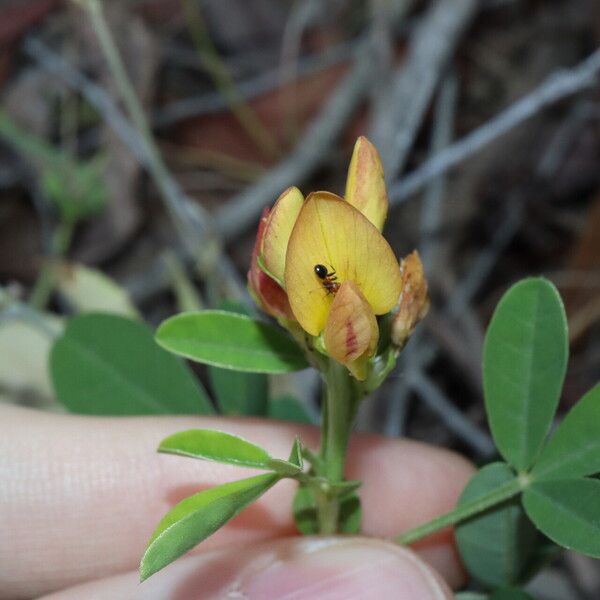 Crotalaria goreensis Flors