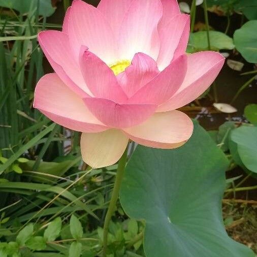 Nelumbo nucifera Цветок