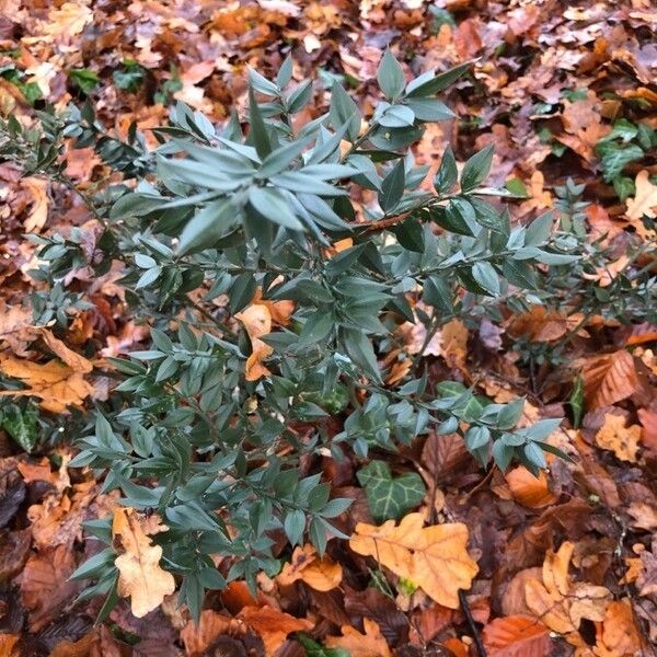 Ruscus aculeatus Folha