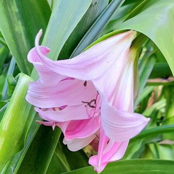 Crinum bulbispermum Fleur