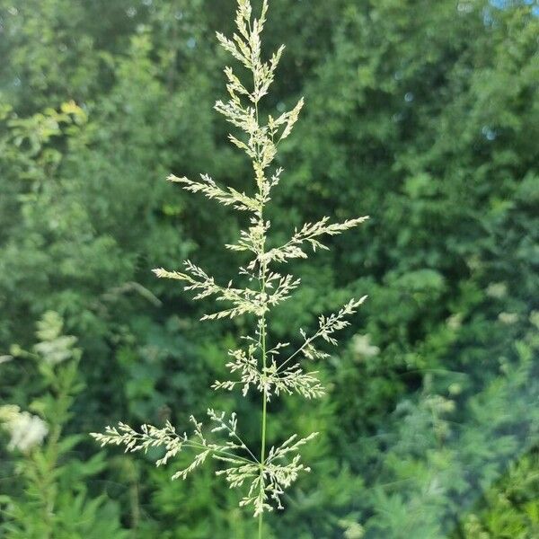 Agrostis gigantea Flower