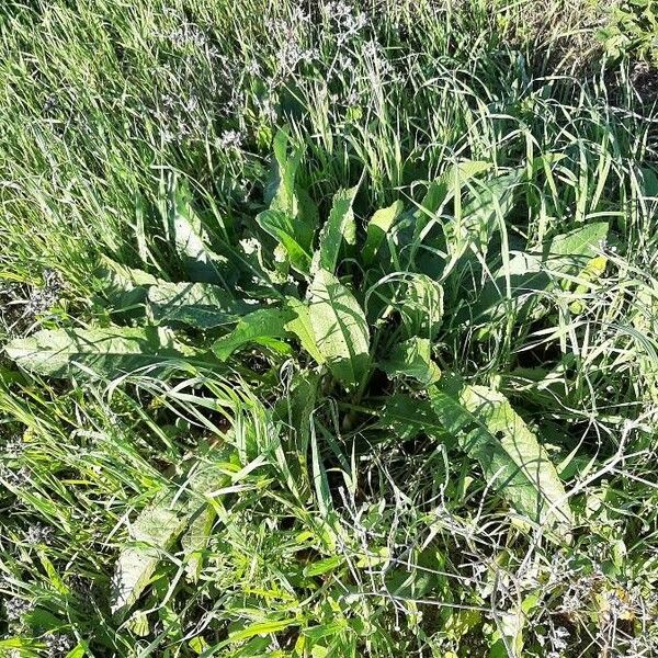 Rumex patientia Habitus