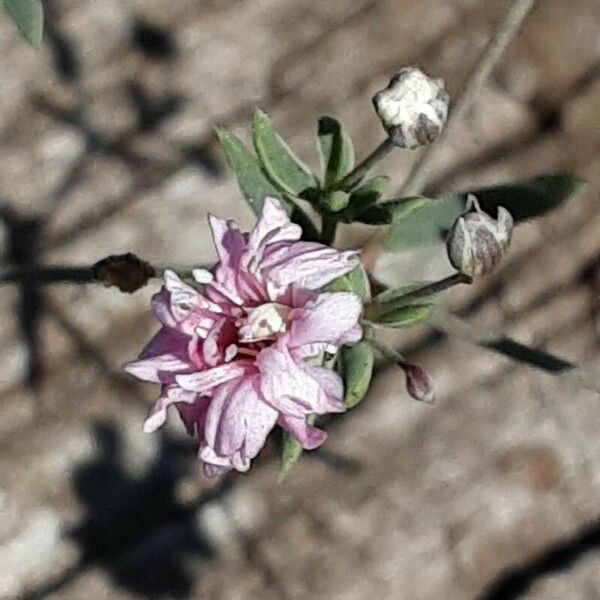 Gypsophila repens Blüte