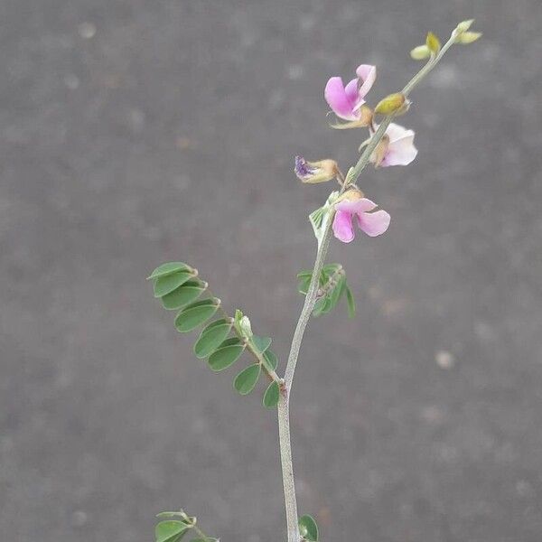 Tephrosia purpurea Fiore