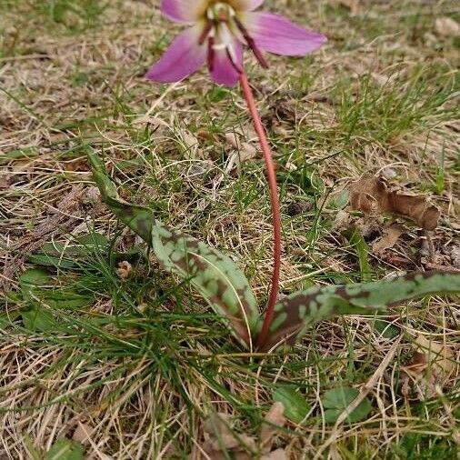 Erythronium dens-canis Floro