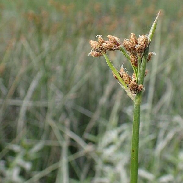 Schoenoplectus triqueter Habitus