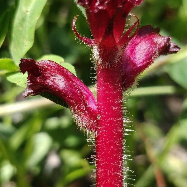 Orobanche sanguinea Flower