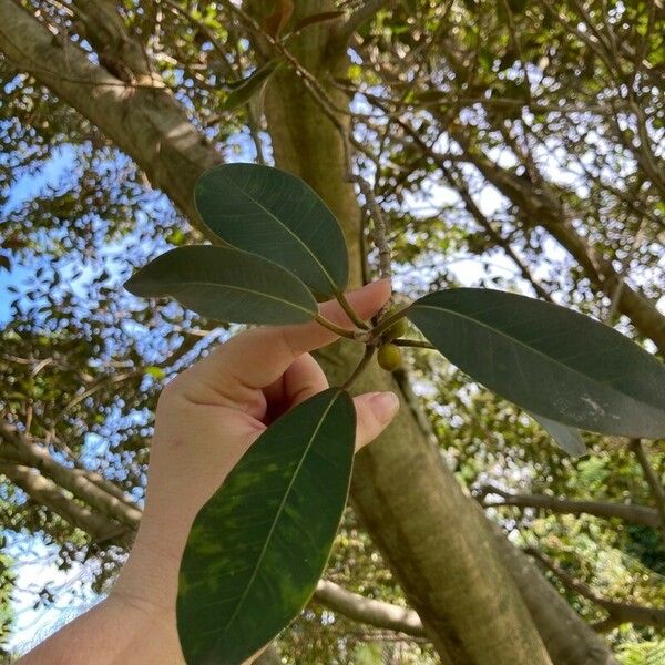 Ficus rubiginosa برگ