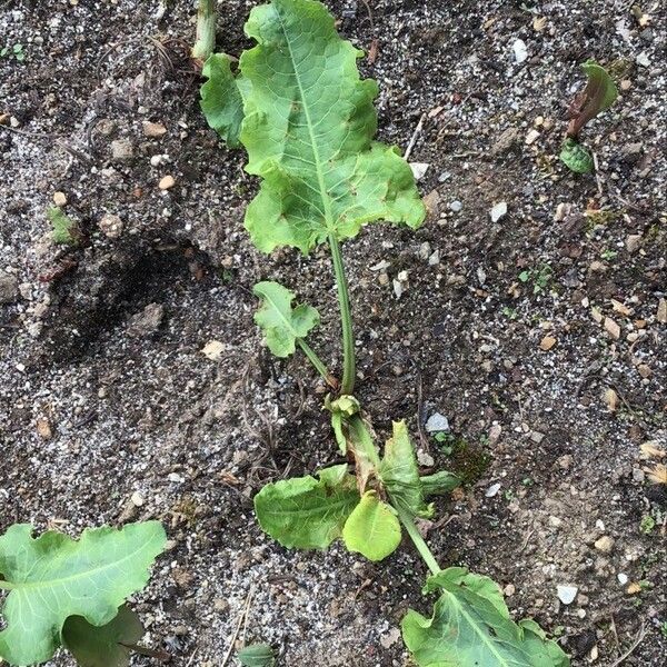 Rumex confertus Yaprak