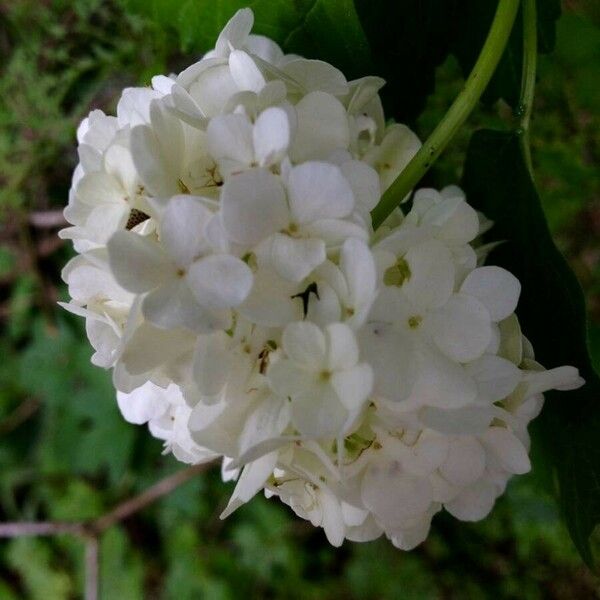 Viburnum opulus ᱵᱟᱦᱟ