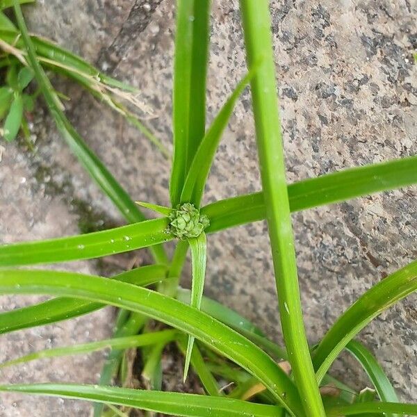 Cyperus eragrostis Levél