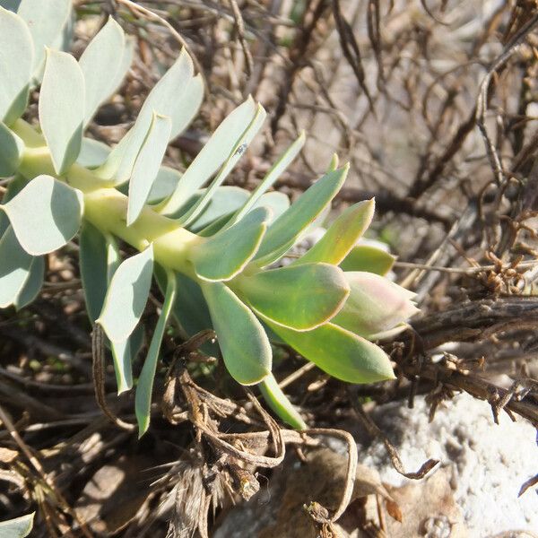 Euphorbia myrsinites Fulla