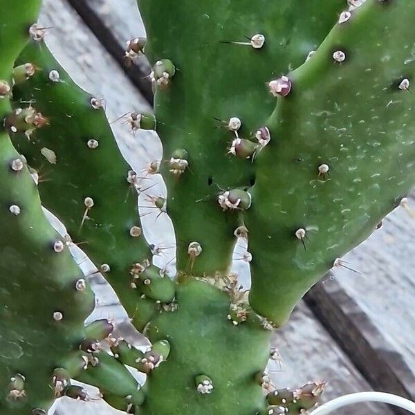 Opuntia humifusa 葉