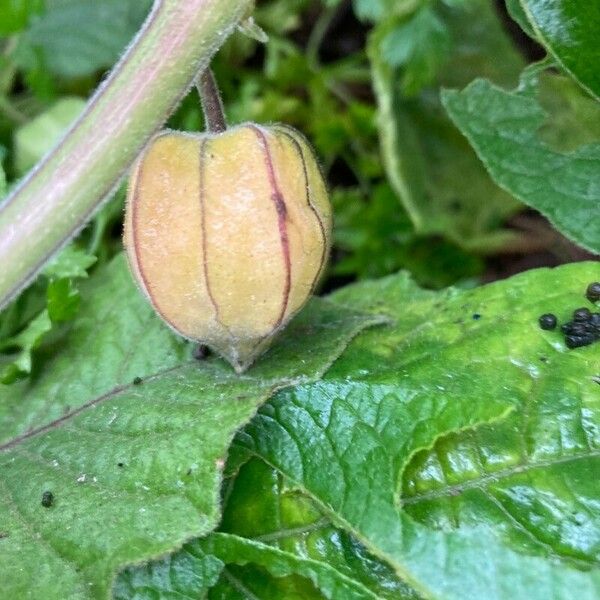 Physalis peruviana Gyümölcs