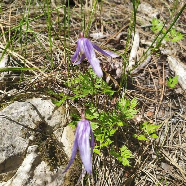 Clematis occidentalis Квітка