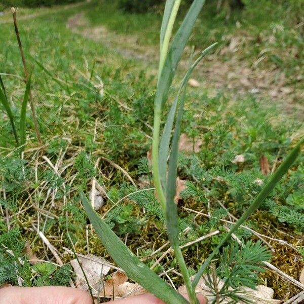 Fritillaria pyrenaica Žievė