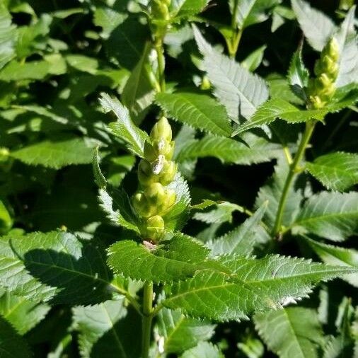 Chelone glabra Flower