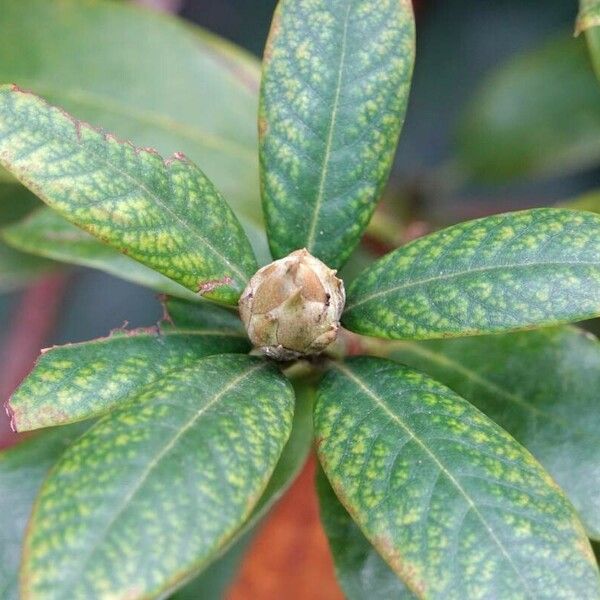 Rhododendron ferrugineum برگ