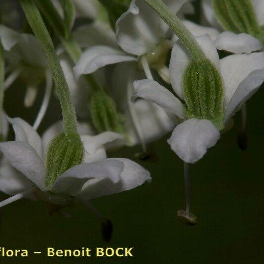 Pleurospermum austriacum Flor