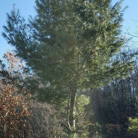 Pinus strobus Habit