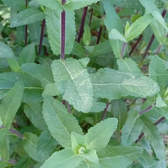 Salvia sylvestris Лист