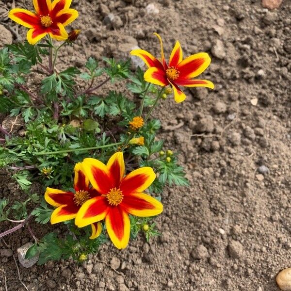 Bidens triplinervia Blomma