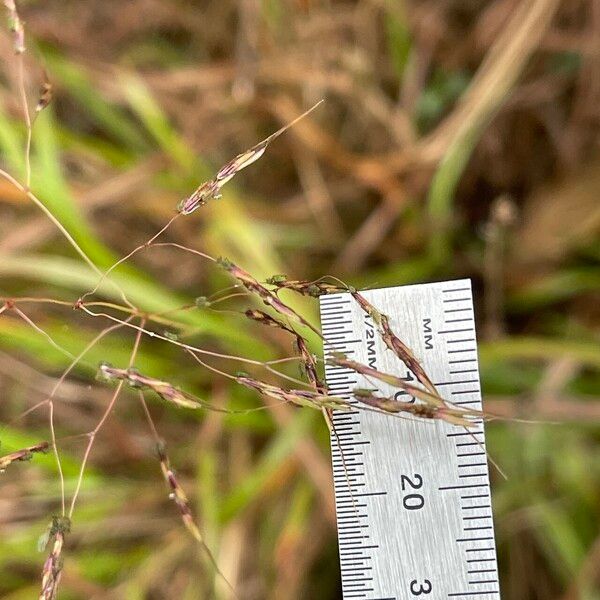 Capillipedium spicigerum പുഷ്പം