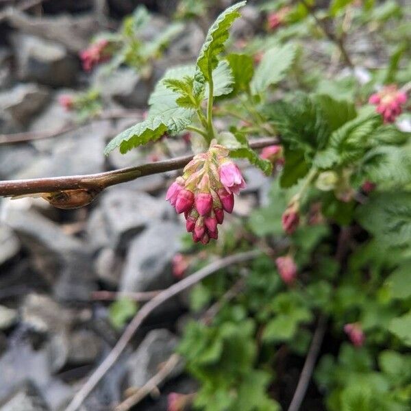 Ribes nevadense Çiçek