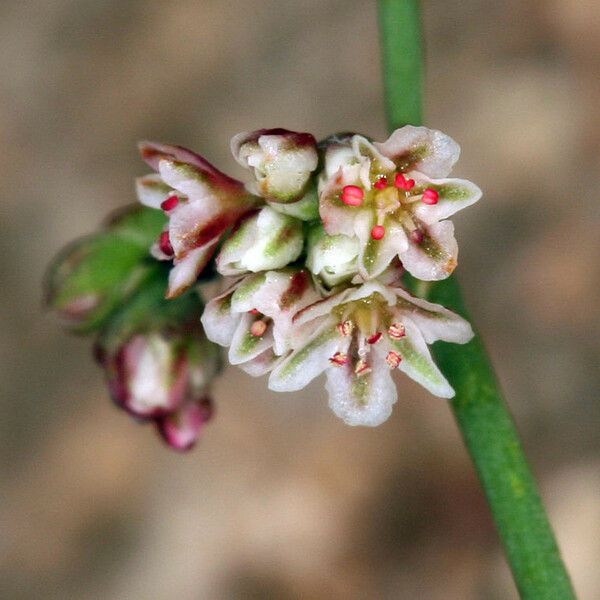 Eriogonum cernuum Flower