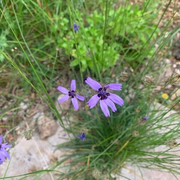 Catananche caerulea 花