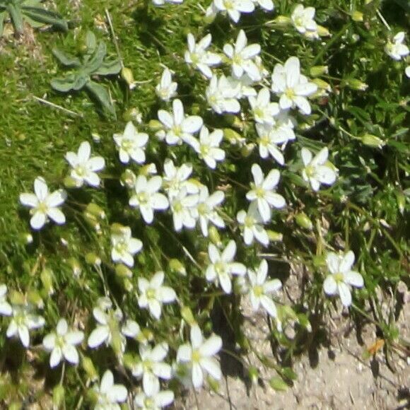 Sabulina verna പുഷ്പം