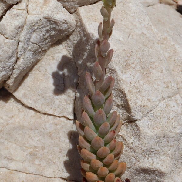 Petrosedum sediforme অভ্যাস