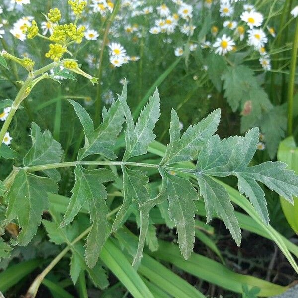 Pastinaca sativa Leaf