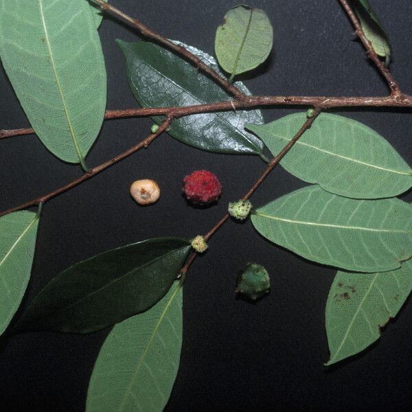 Brosimum guianense Fruit