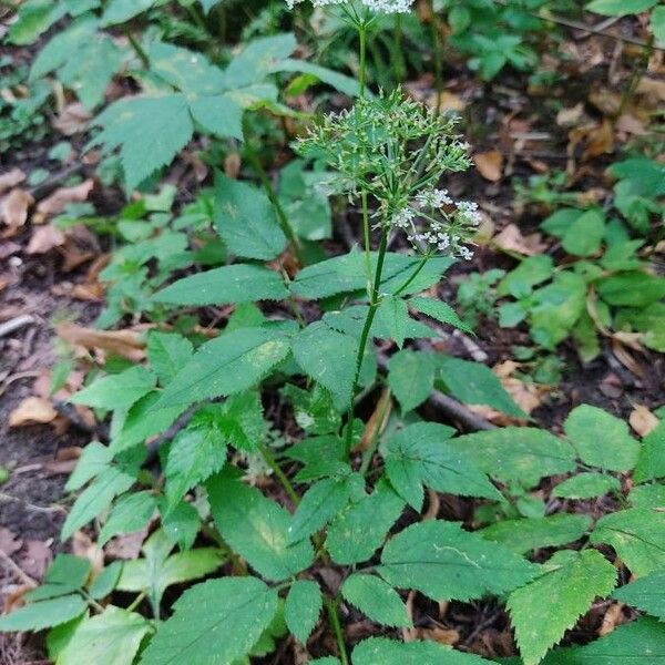 Osmorhiza longistylis Λουλούδι