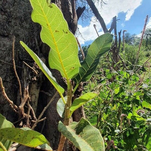 Ficus ingens Levél