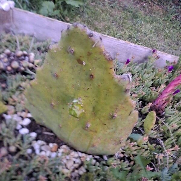 Opuntia humifusa Blad