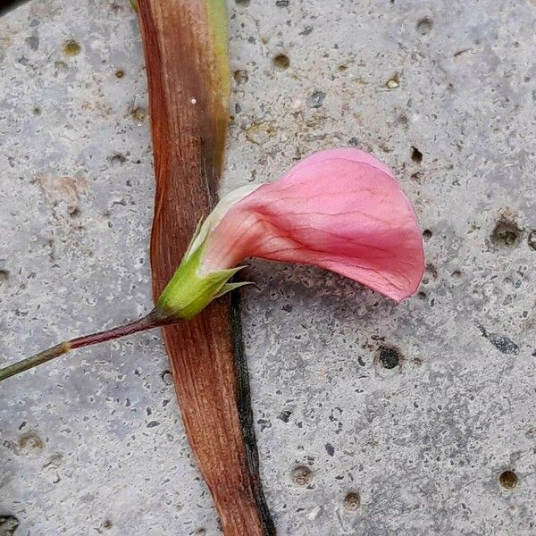 Lathyrus nissolia Blüte