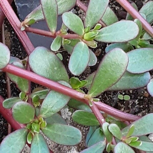 Portulaca oleracea кора