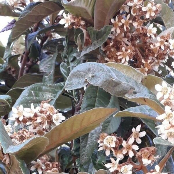 Eriobotrya japonica Fiore