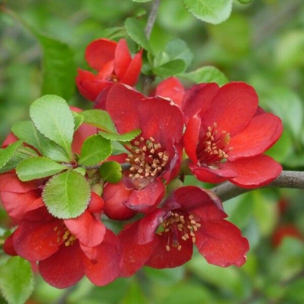 Chaenomeles × superba Flor