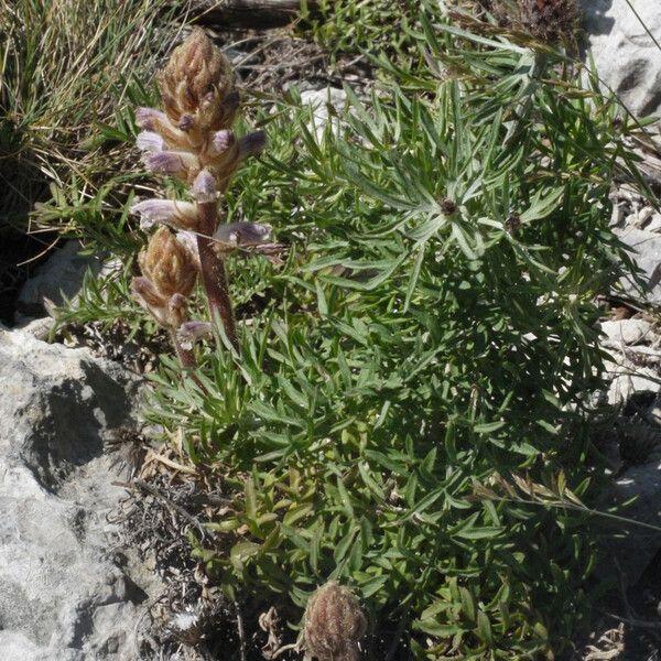 Centaurea corymbosa Habit