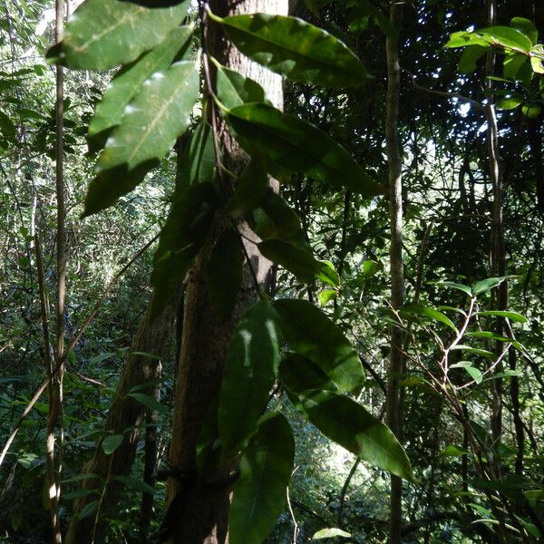 Trichosandra borbonica Leaf