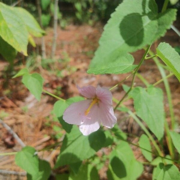 Kosteletzkya pentacarpos Flower