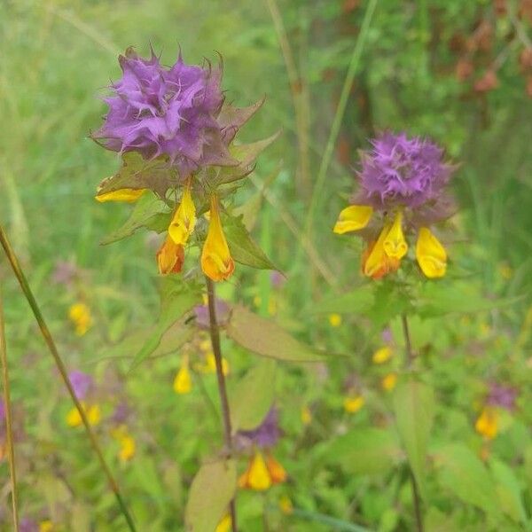 Melampyrum catalaunicum Flower