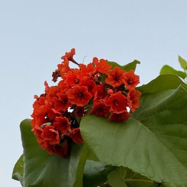 Cordia sebestena Flor