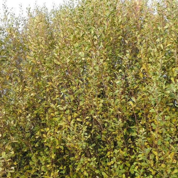 Salix aurita عادت داشتن