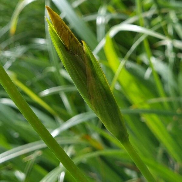 Iris pseudacorus 其他